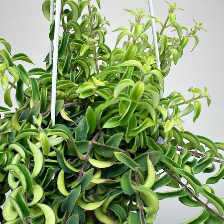 Aeschynanthus Twister Eszynanthus P15 wisząca