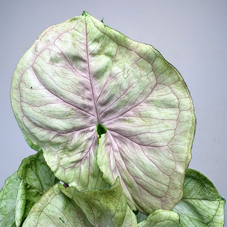 Syngonium Roxana Zroślicha P9