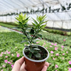 Pomarańcza Chinotto Citrus Myrtifolia P9