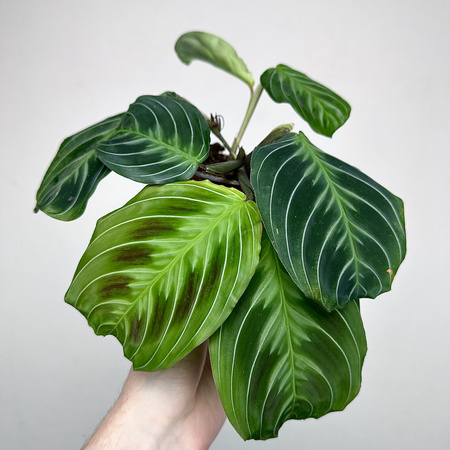 Maranta Noid Cat Moustache P9