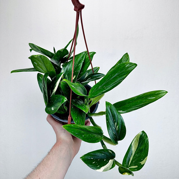 Monstera Standleyana Variegata Philodendron Cobra P17 wisząca