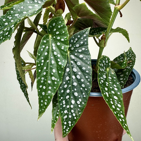 Begonia Double Dot P14