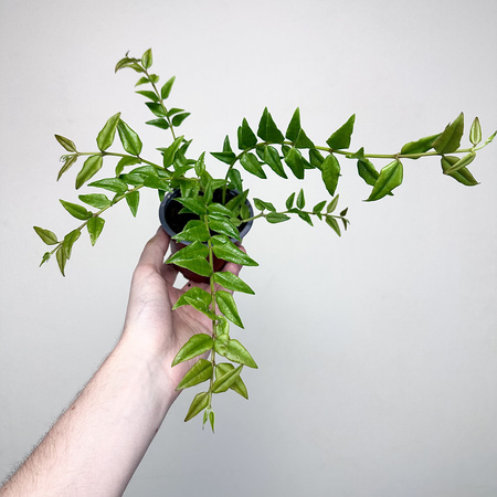 Hoya bella Hoja piękna P9