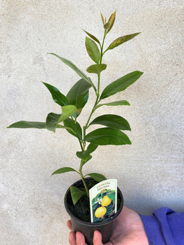 Cytryna Meyera Citrus limon Meyer