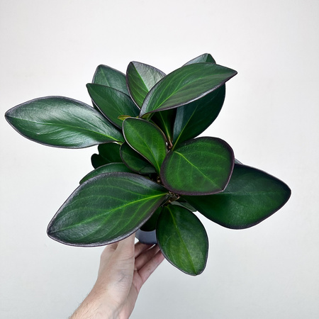 Peperomia clusiifolia Red Margin P11