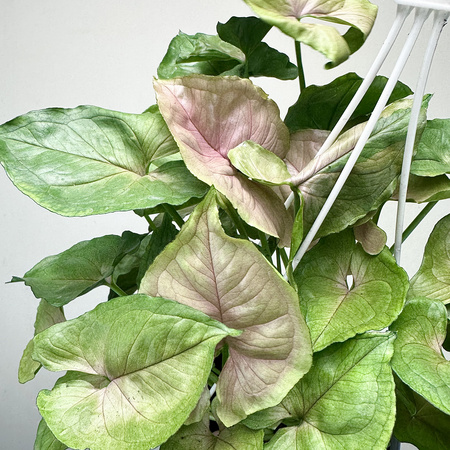 Syngonium Roxana Zroślicha P17 wisząca