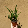 Sansewieria Friends Sansevieria kirkii P12