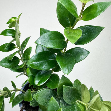 Aeschynanthus Mona Lisa Eszynanthus P9