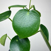 Peperomia polybotrya Raindrop P9