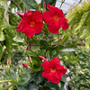 Mandevilla Sundaville Early Scarlet Dipladenia Czerwona na drabince