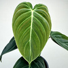 Philodendron Melanochrysum Filodendron P12