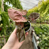 Syngonium Strawberry Ice P9