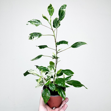 Hibiscus Variegata Hibiskus P9