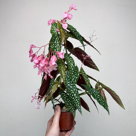 Begonia Double Dot P9