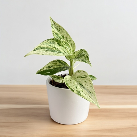 Epipremnum aureum Snow Queen P9