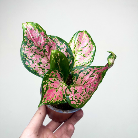 Aglaonema Zircon Red Aglonema P9