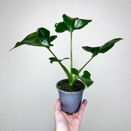 Philodendron Fun Bun Filodendron P11