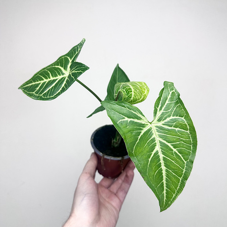 Syngonium Vellozianum P9