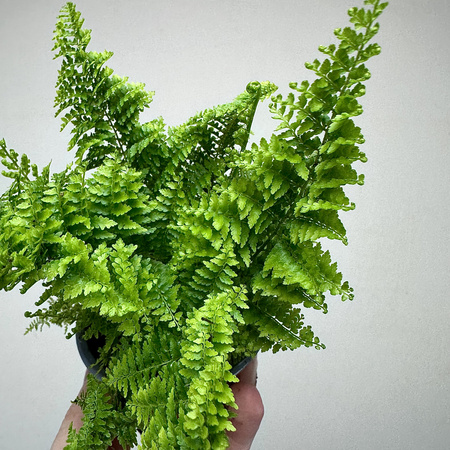 Paproć Nephrolepis Exaltata Marissa P9