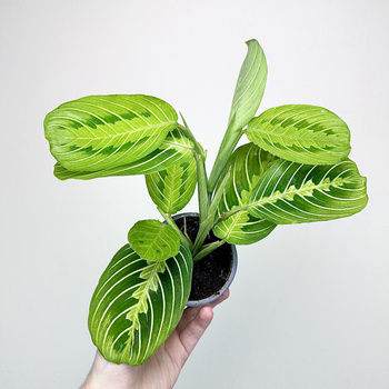 Maranta Lemon Lime P9