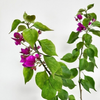 Bugenwilla fioletowa Bougainville