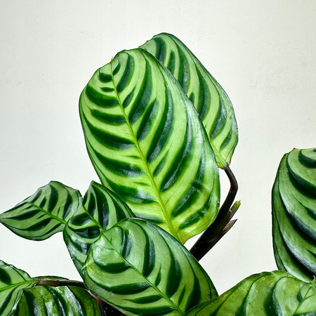 Ctenanthe burle-marxii Fishbone P9