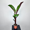 Bananowiec Ensete Maurelli P12
