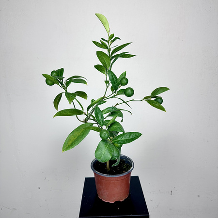 Mandarynka drzewko cytrusowe z owocami P17