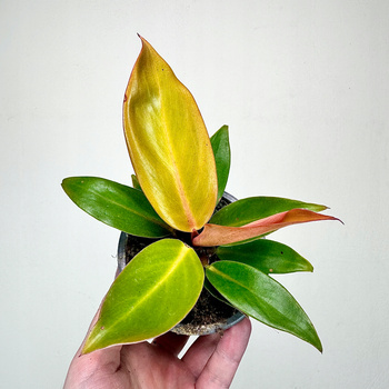 Philodendron Prince of Orange Filodendron P9