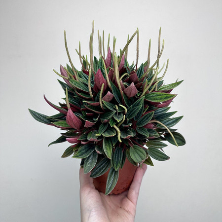 Peperomia Kędzierzawa Caperata Rosso P11