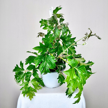 Cissus Rombolistny Ellen Danica Cisus P15 wisząca