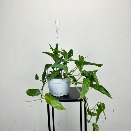 Monstera Obliqua Colombian Form P19 wisząca