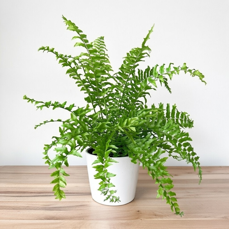 Paproć Nephrolepis biserrata Fishtail P13