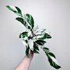 Calathea White Fusion Kalatea P11
