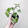 Epipremnum Pearls and Jade | White Panther
