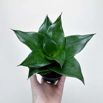 Sansewieria gwinejska Hahnii Black Sansevieria trifasciata