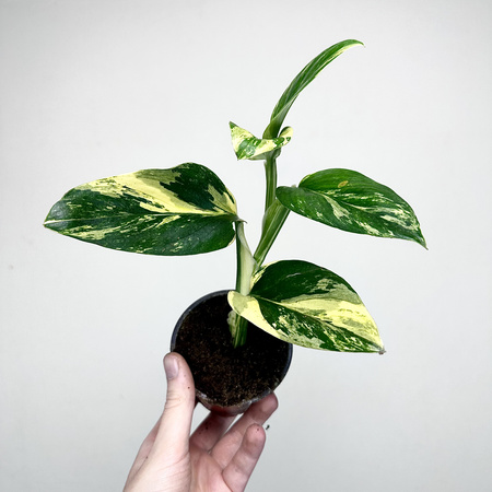 Monstera Standleyana Yellow Variegata P9