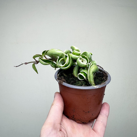 Hoya carnosa compacta Albomarginata Hoja P9