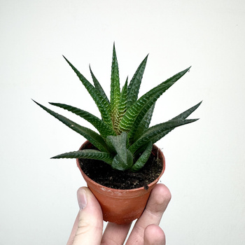 Haworthia Haworsja