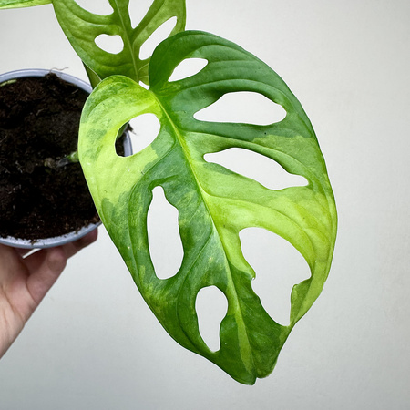 Monstera Adansonii Aurea Variegata P12