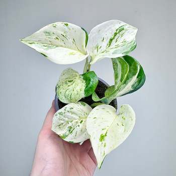 Epipremnum Happy Leaf P9