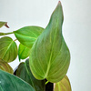 Philodendron Scandens Micans Filodendron