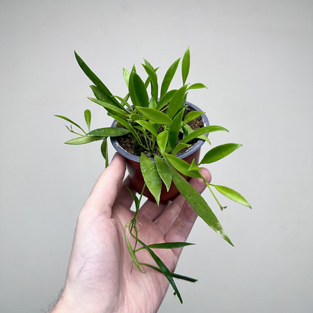 Hoya Tsangii Hoja P9