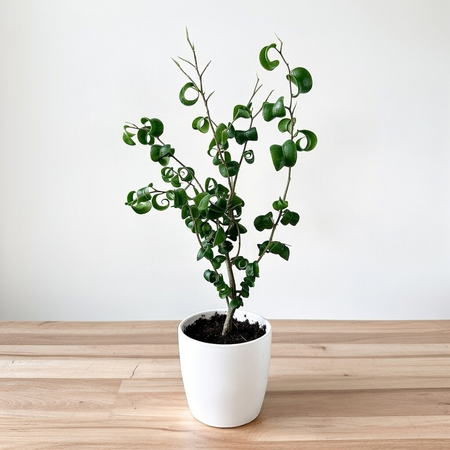 Ficus Benjamina Barok Figowiec Fikus P9