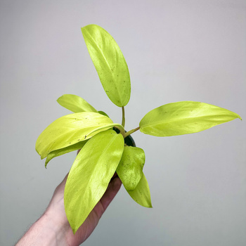 Philodendron Malaya Gold Filodendron P9
