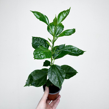 Hibiskus Hibiscus Pomarańczowy P9