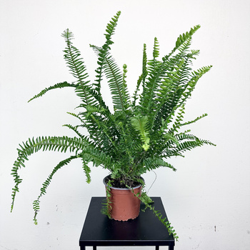 Paproć Cordata Nephrolepis exaltata P13