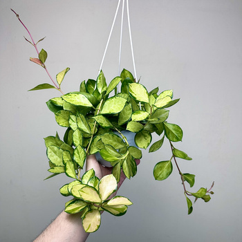 Hoya Australis Lisa Hoja P15 wisząca