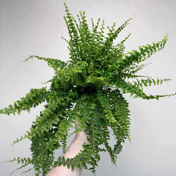 Paproć Królewska Nephrolepis P12