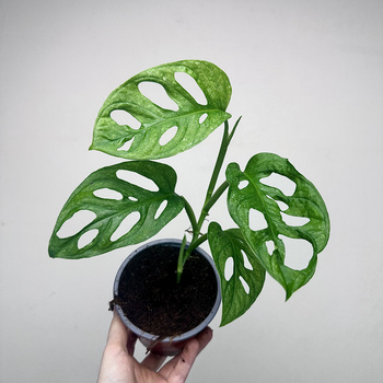Monstera adansonii Mint P12